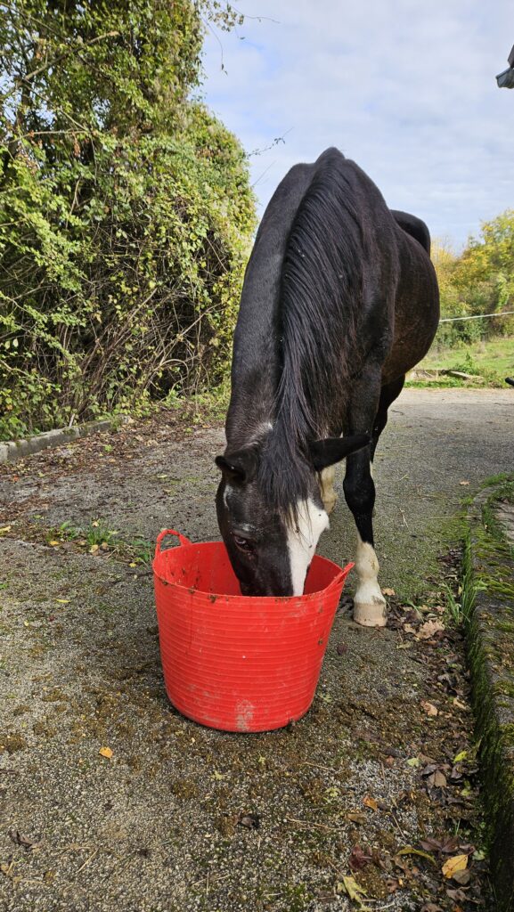 Zero benötigt auch im Sommer zusätzliches Futter.