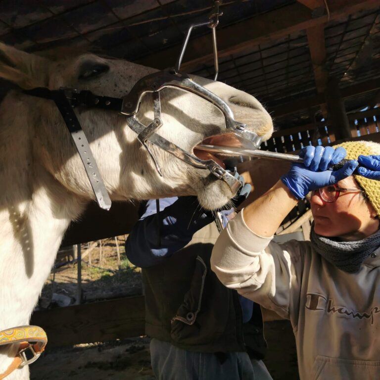 Der Zahnarzt war da. Wir benötigen Hilfe bei den Tierarztkosten