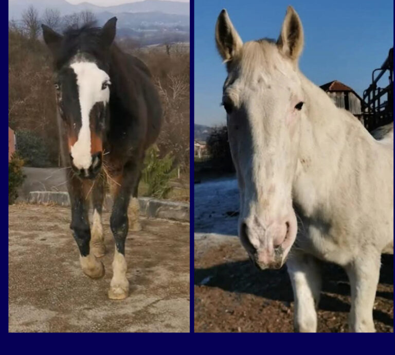 Unsere Sorgenkinder Batosta und Zero